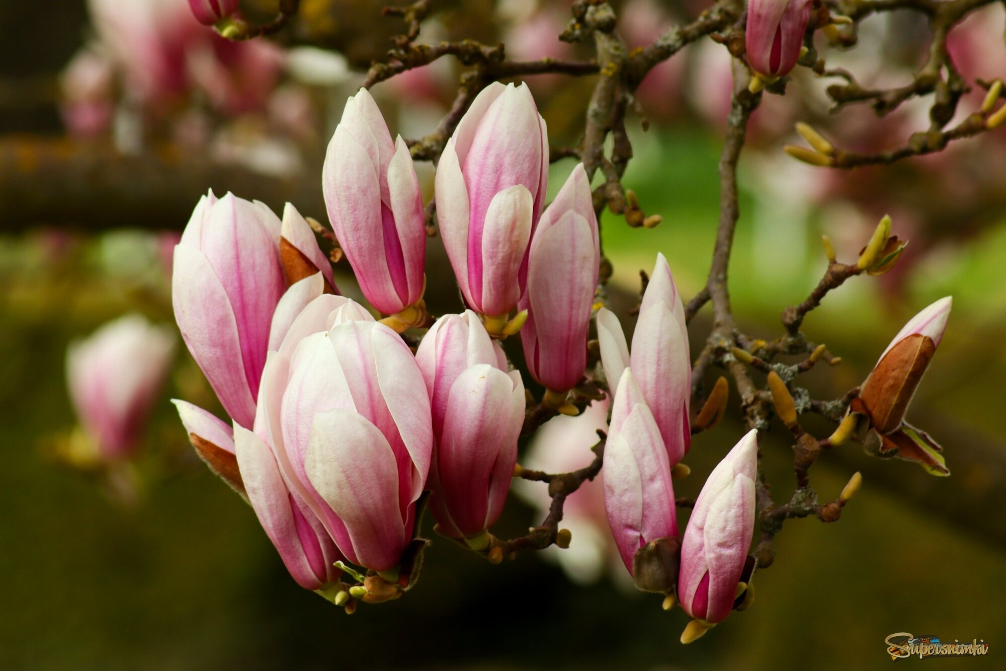 Весна пришла