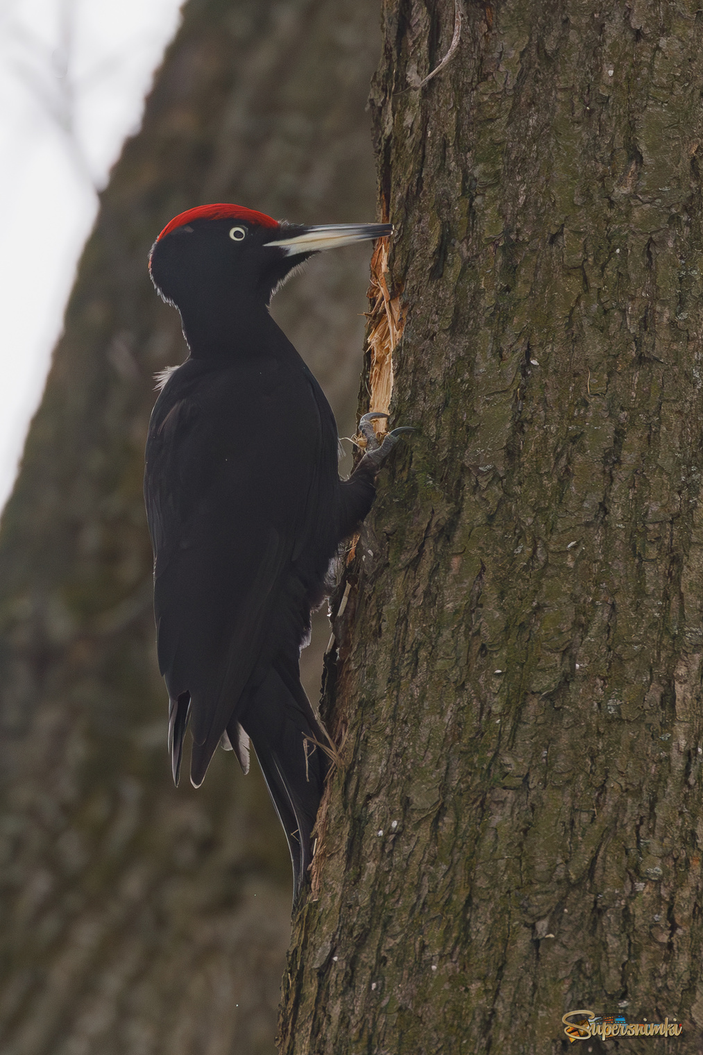 В ярком свете