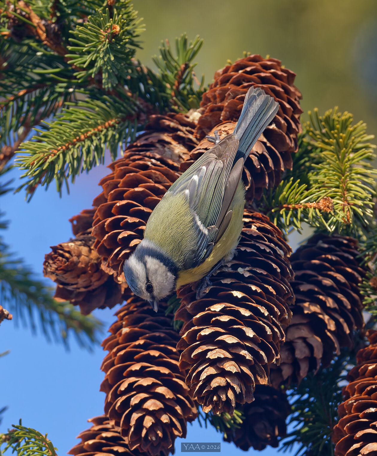 Чьи в лесу шишки !? 😉