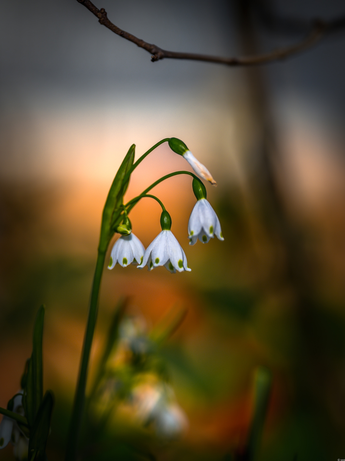  «Весна идёт — весне дорогу!»