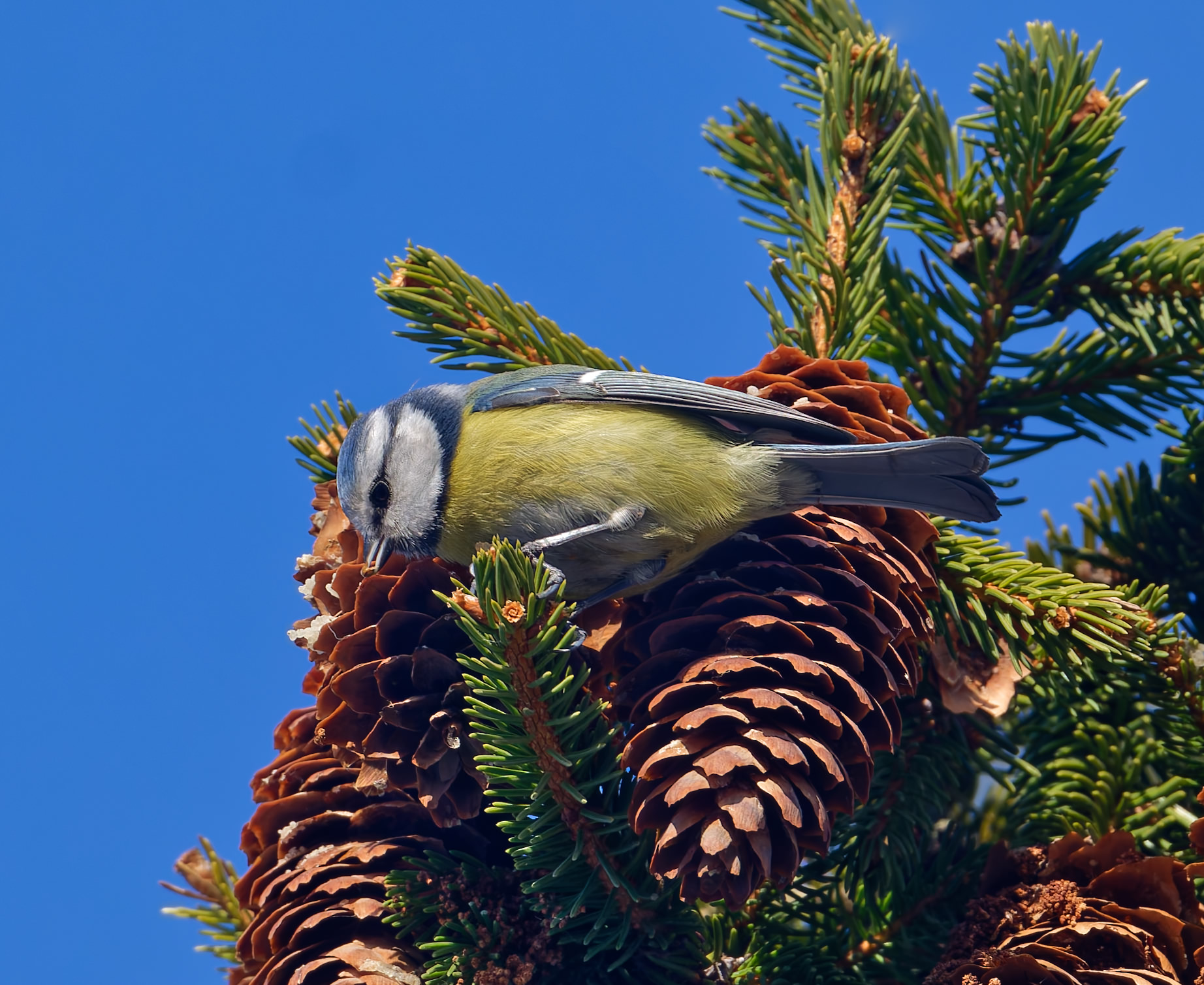 Чьи в лесу шишки !?  #110 😉