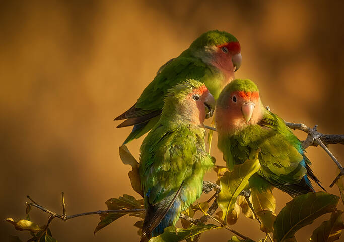 Намибийские истории...