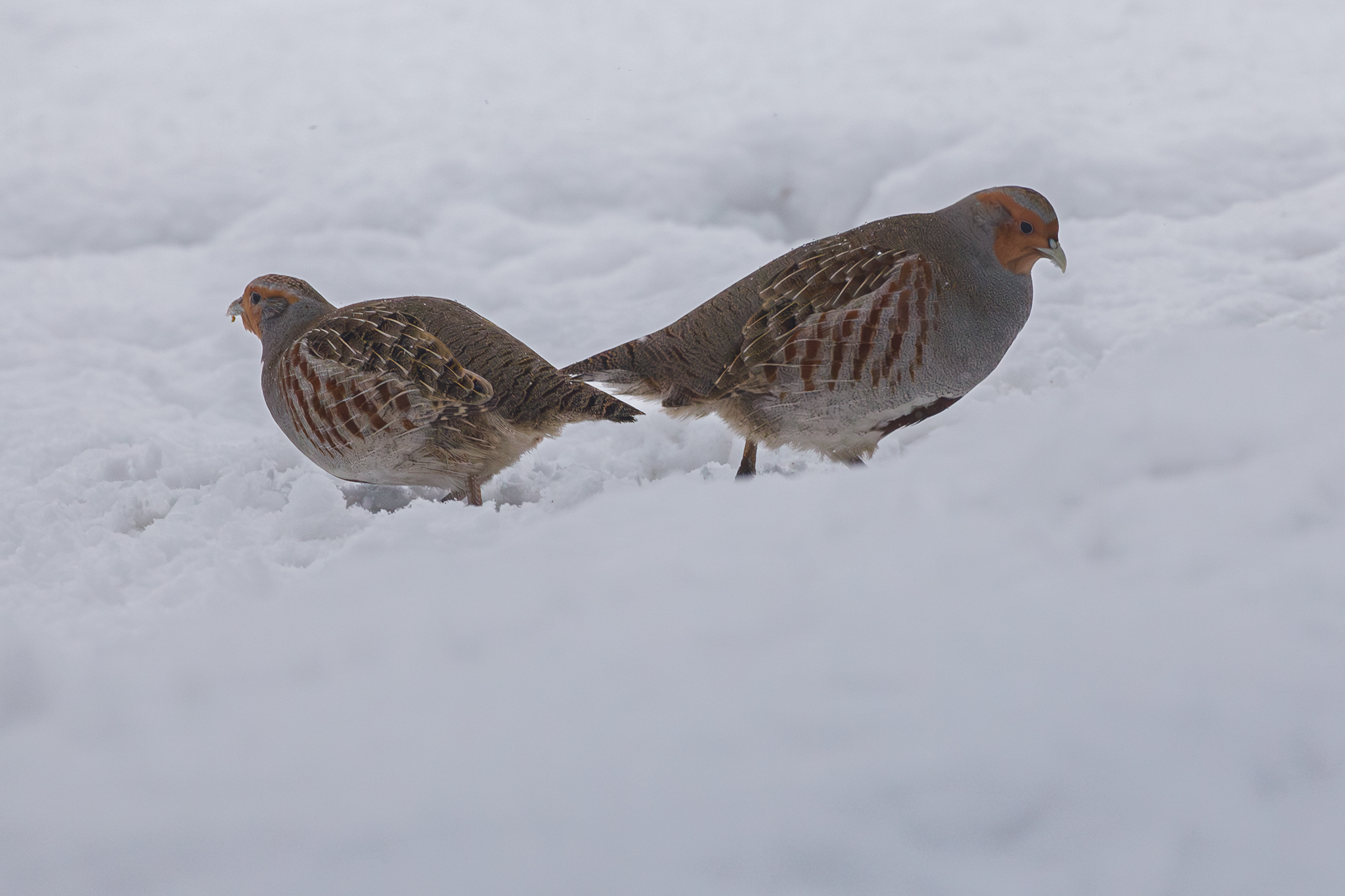 Кушать и в снегопад хочется!