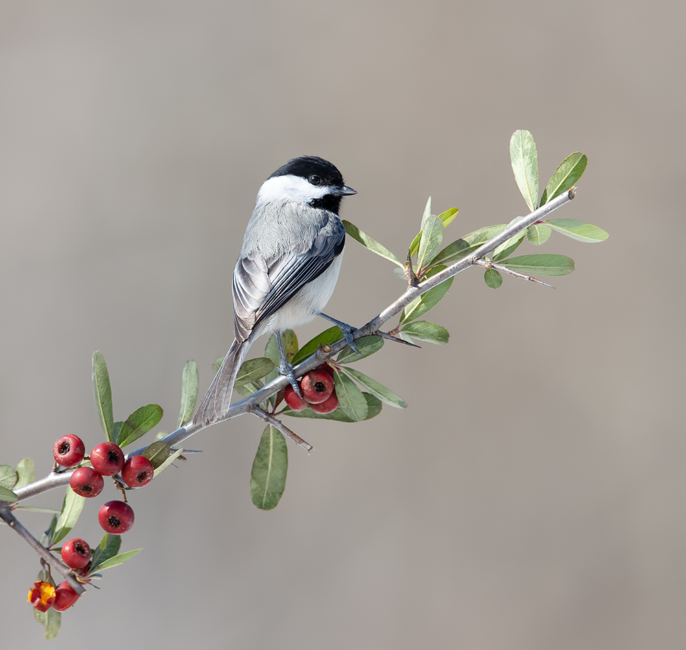 Каролинская гаичка- Carolina Chickadee