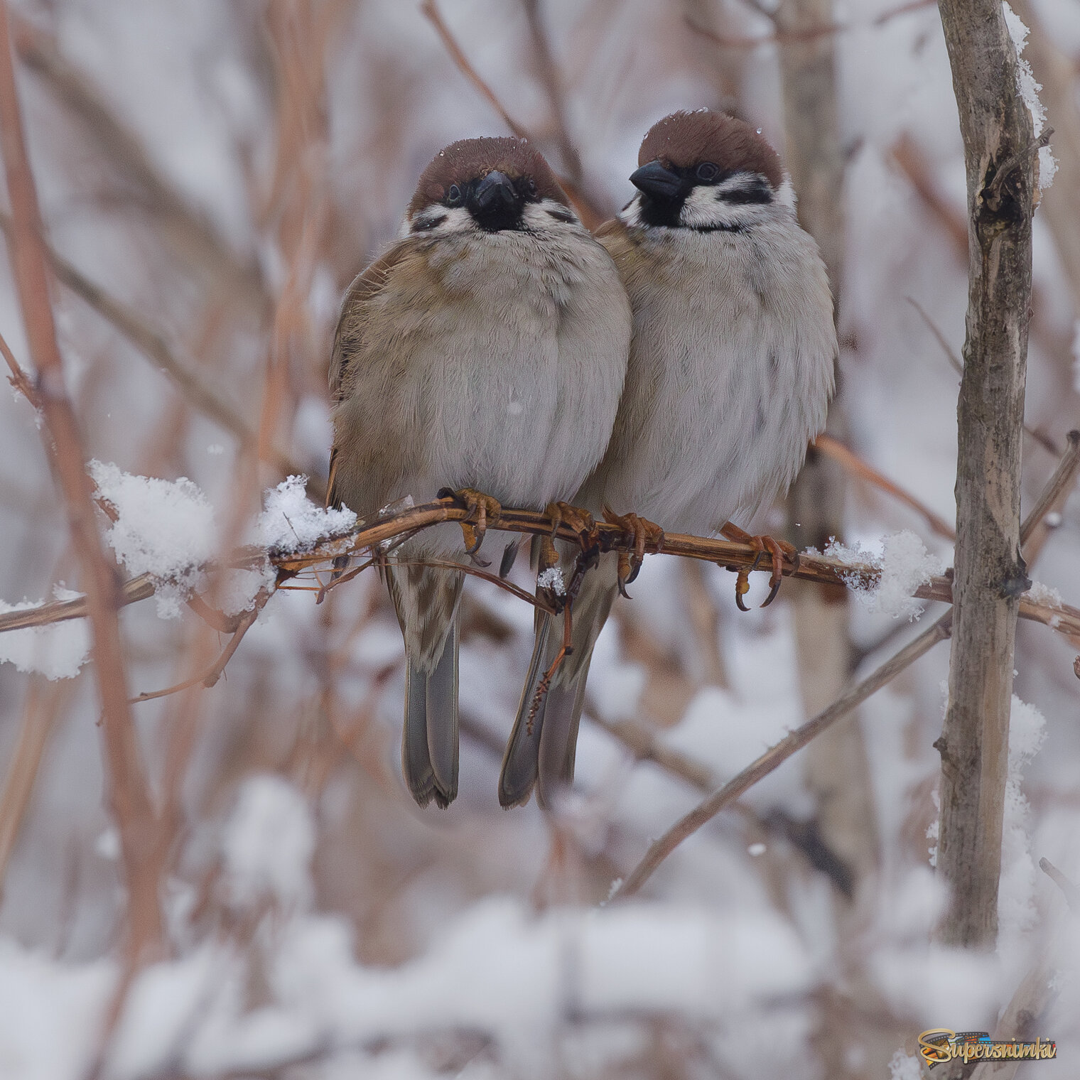 Неразлучные