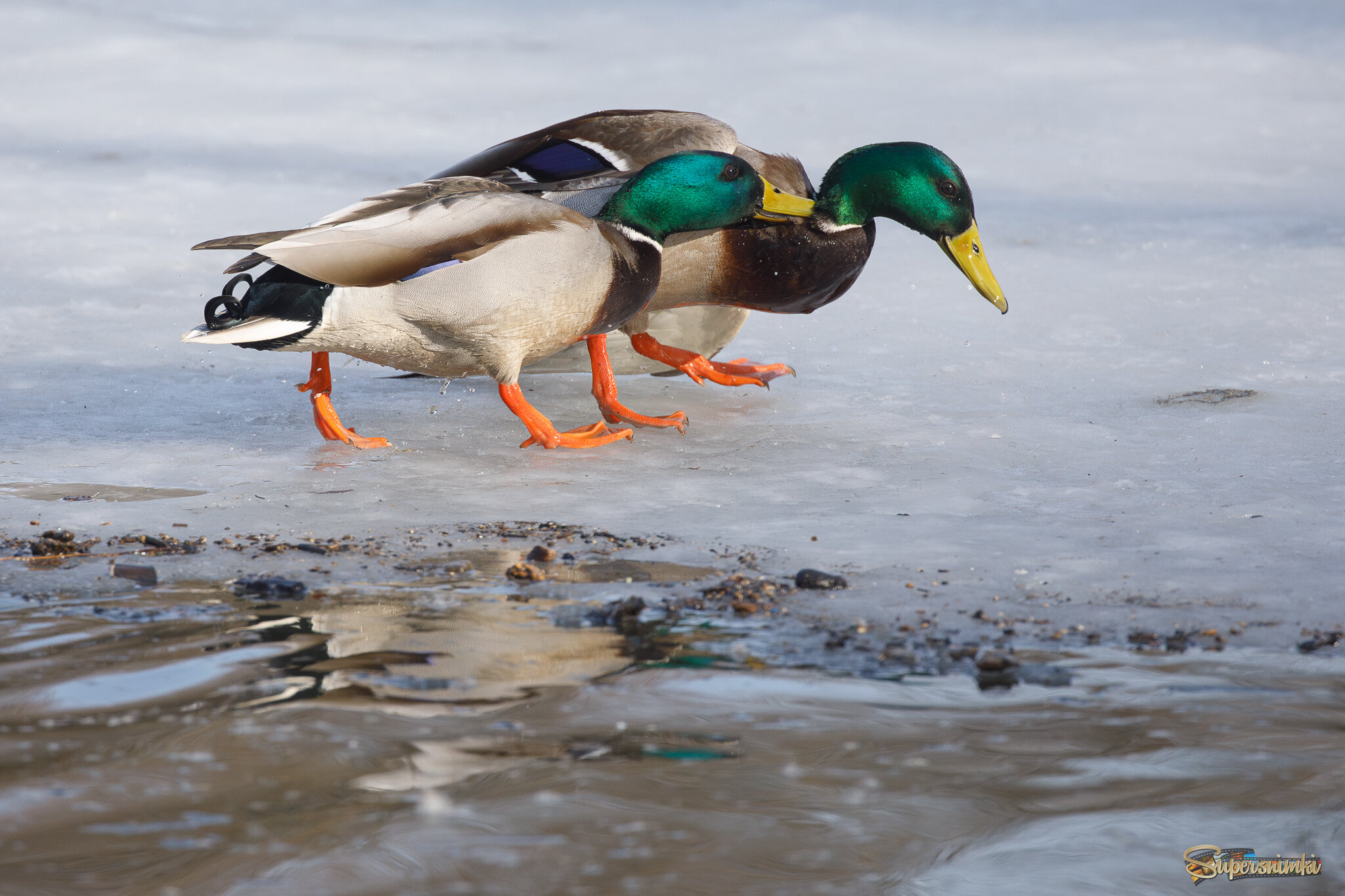 Дерутся все
