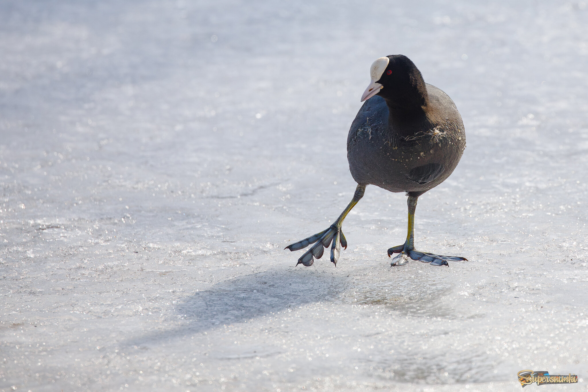 Балерина на льду