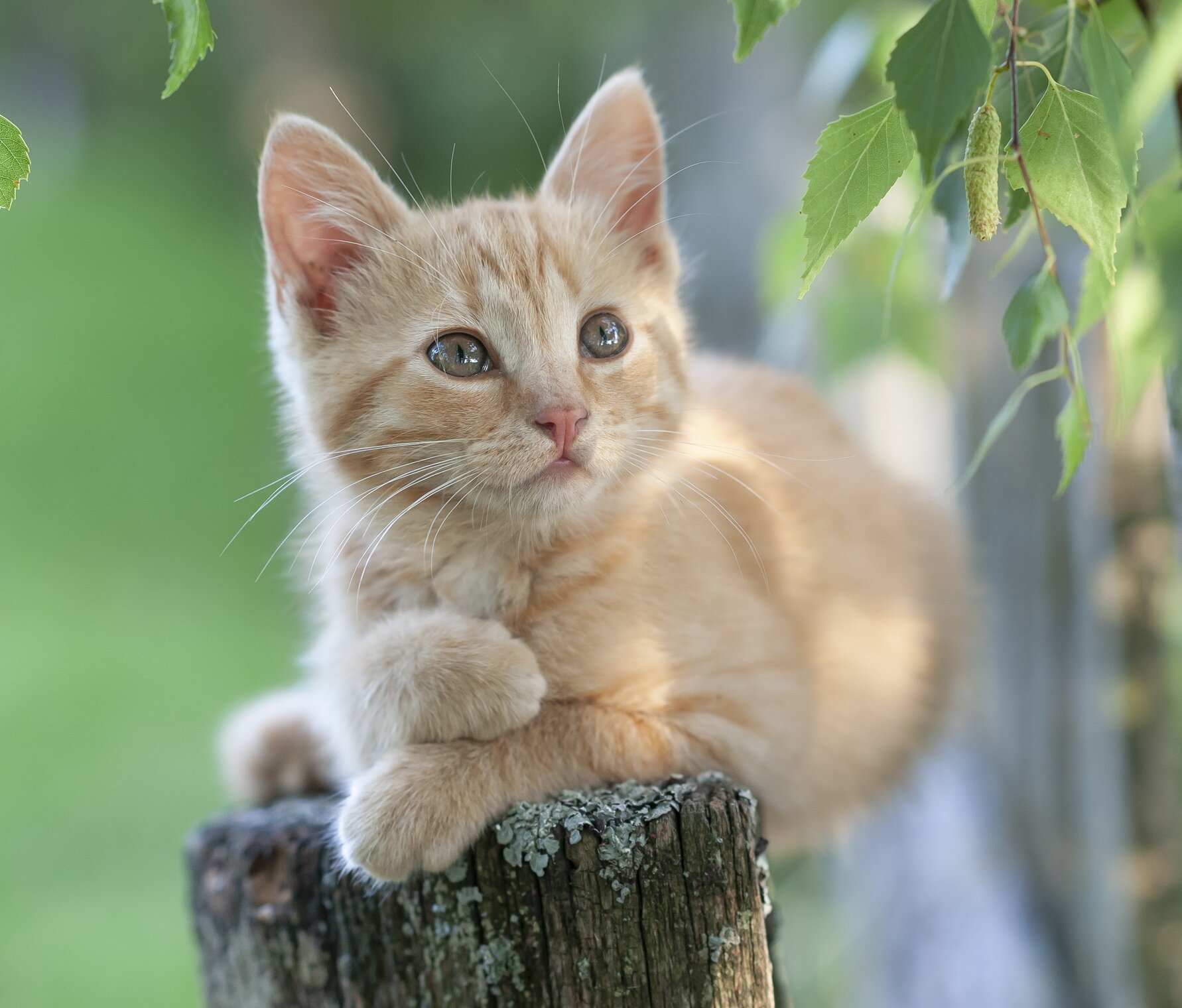 Котенок Мишка