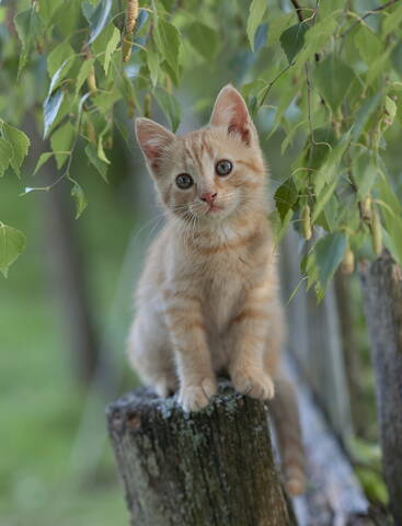 Котенок Мишка