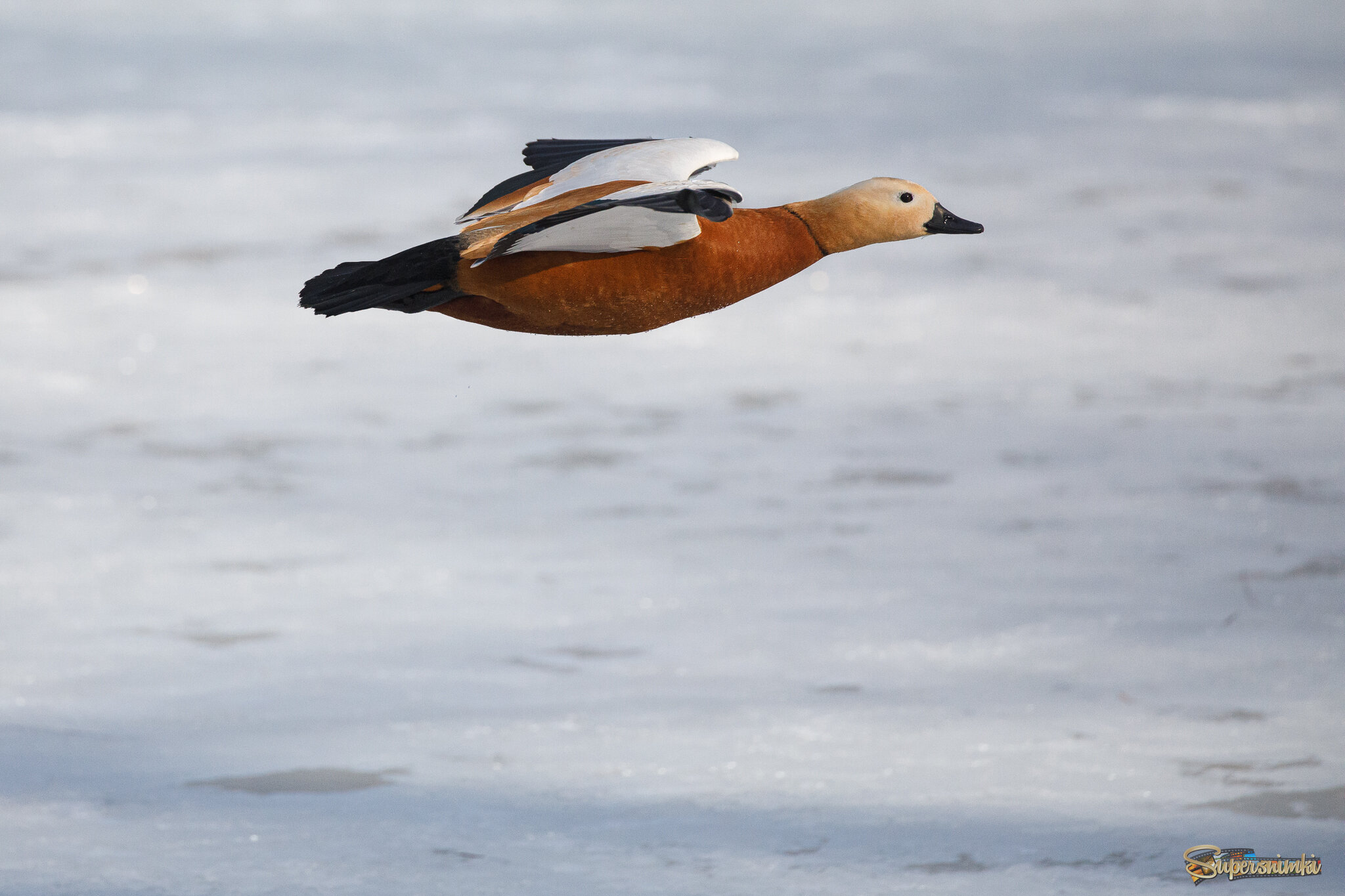 Полёт огаря. Надо льдом.