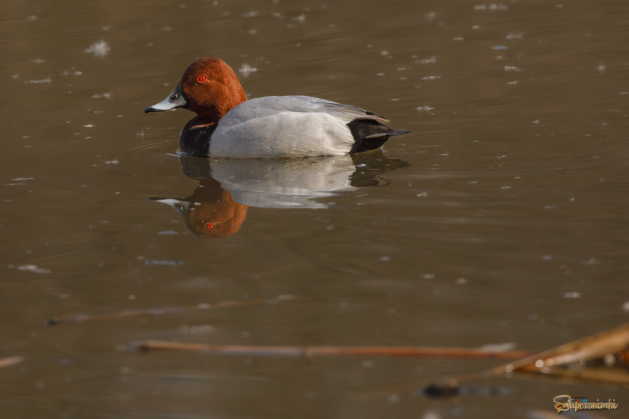 Горящий глаз