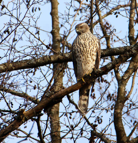 Ястреб-перепелятник.