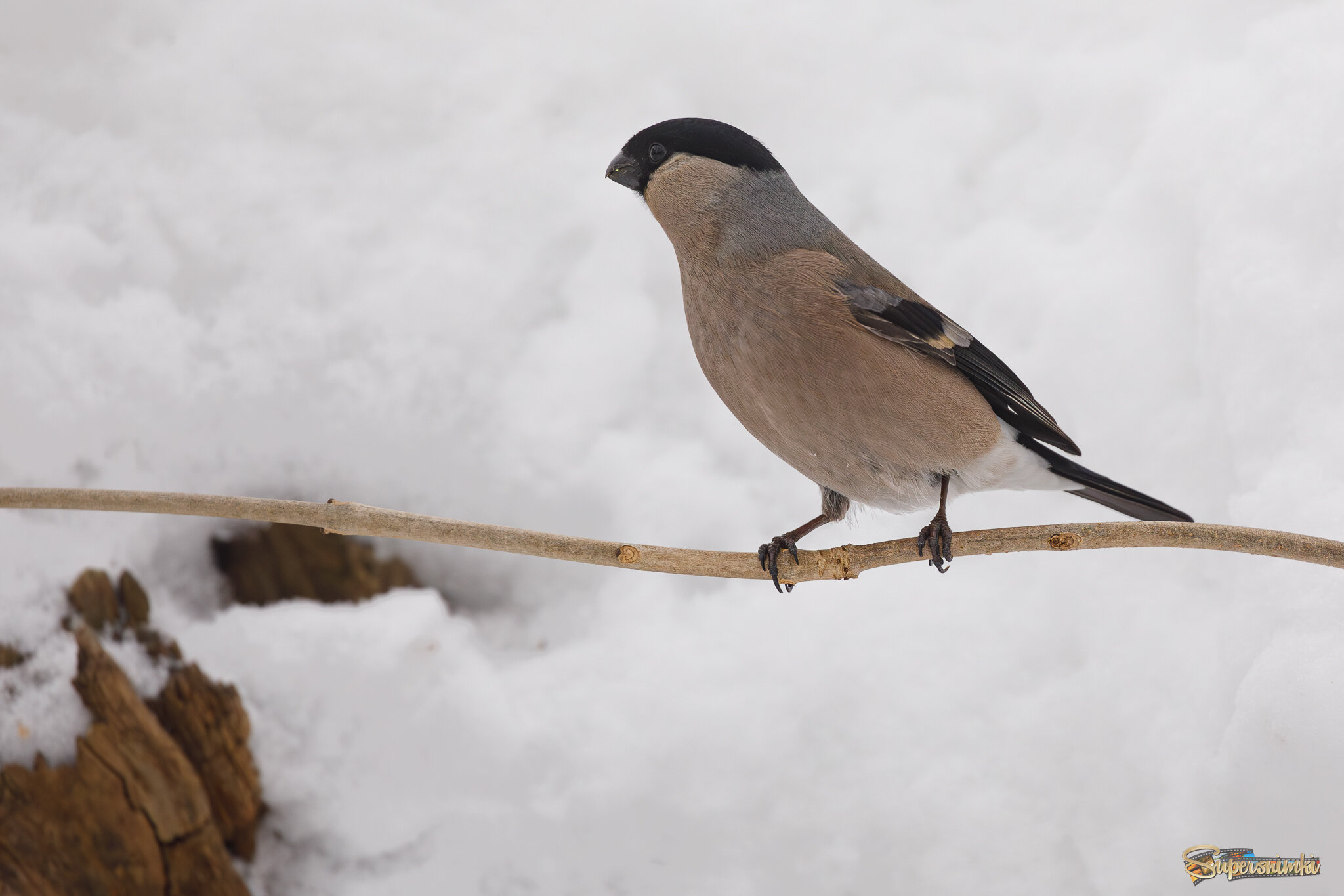 Вся внимание