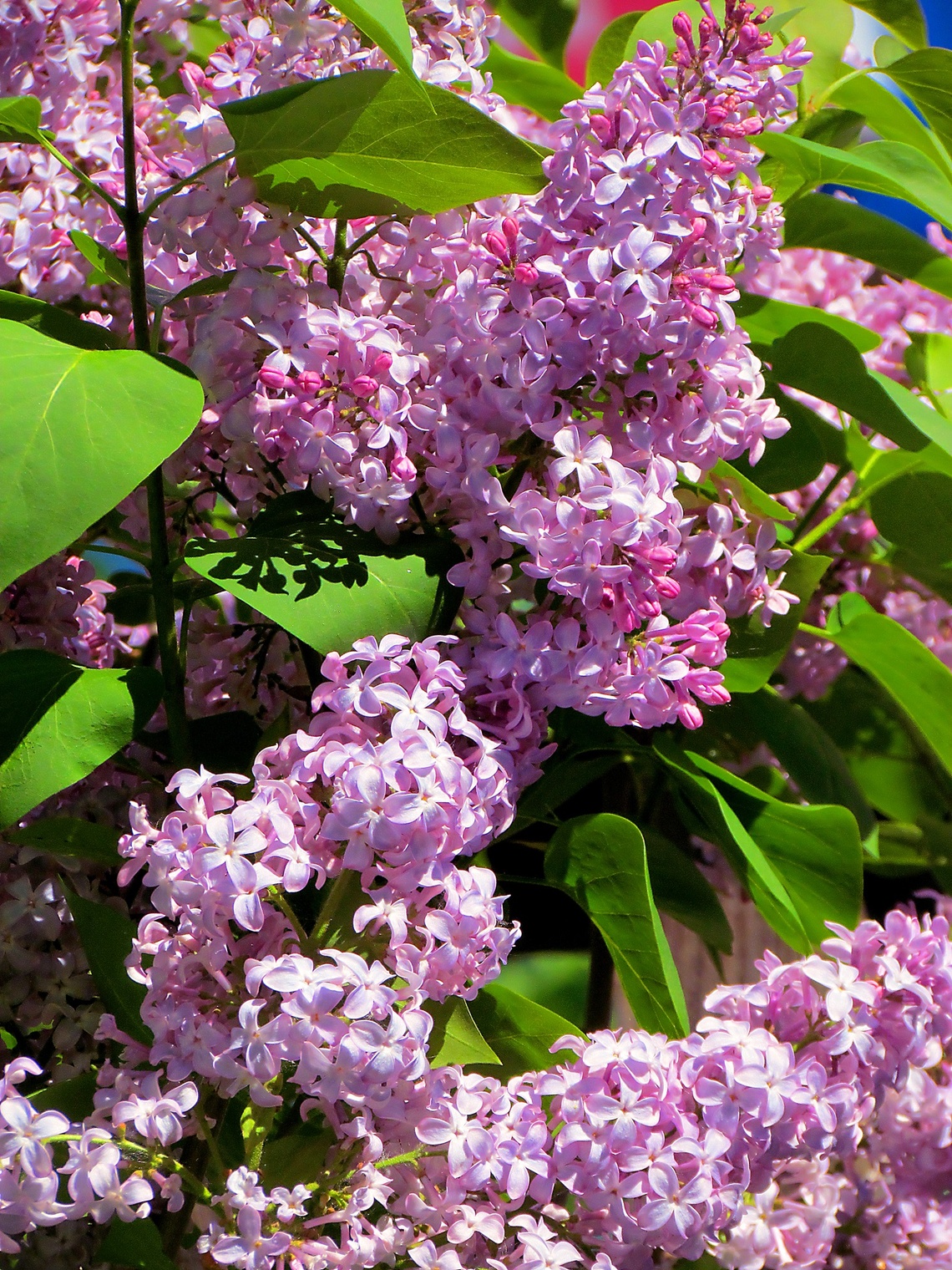 Серия "Цветущие деревья"