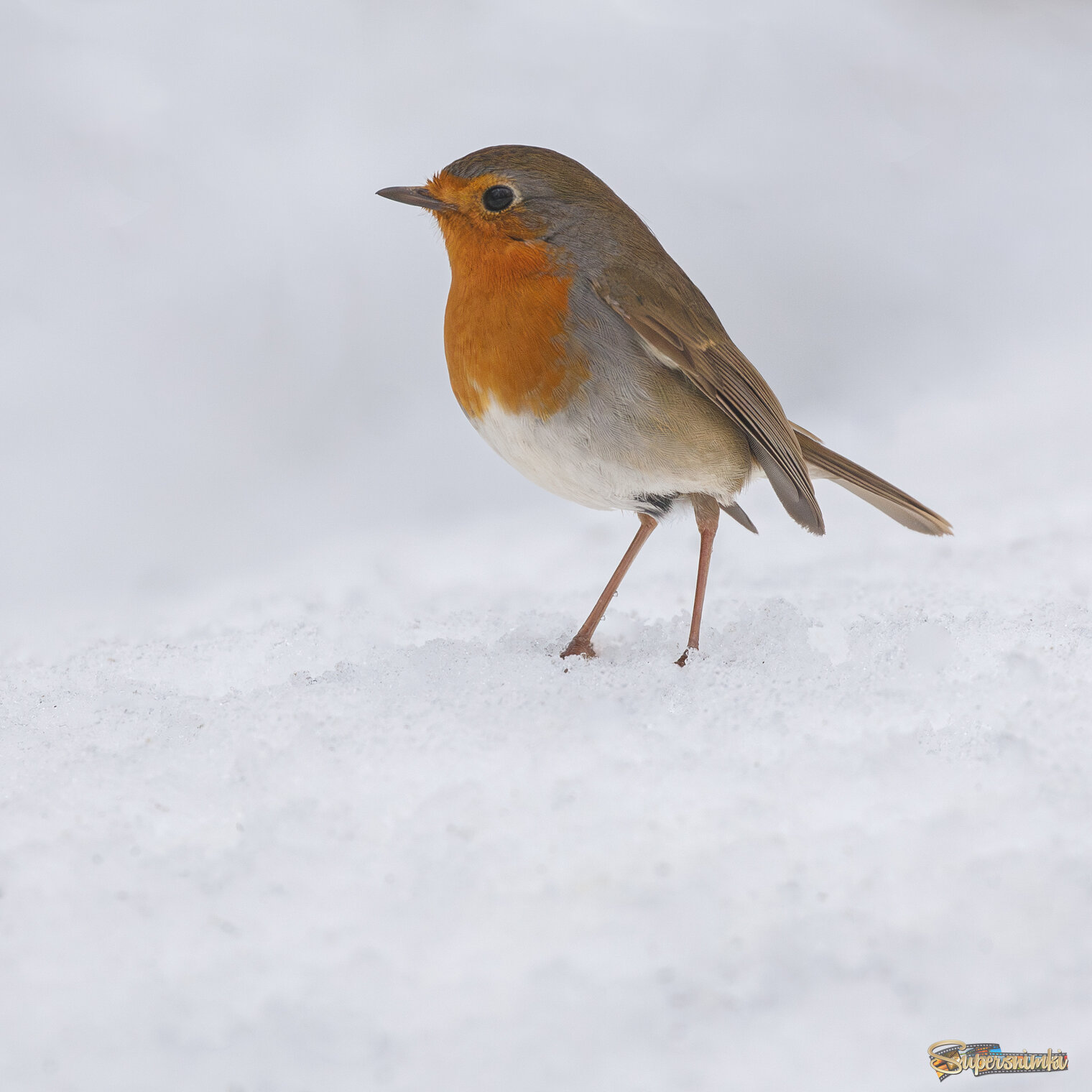 69bf23c9144cae32709f5a04