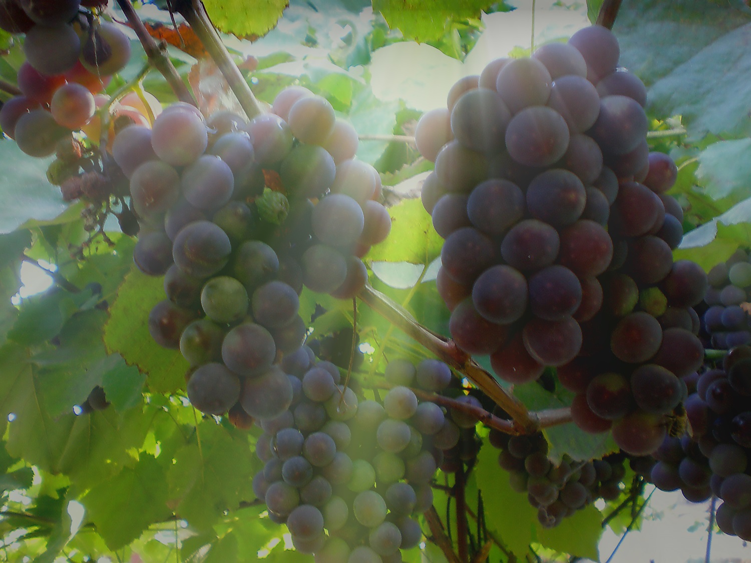 Серия "Детали природы"