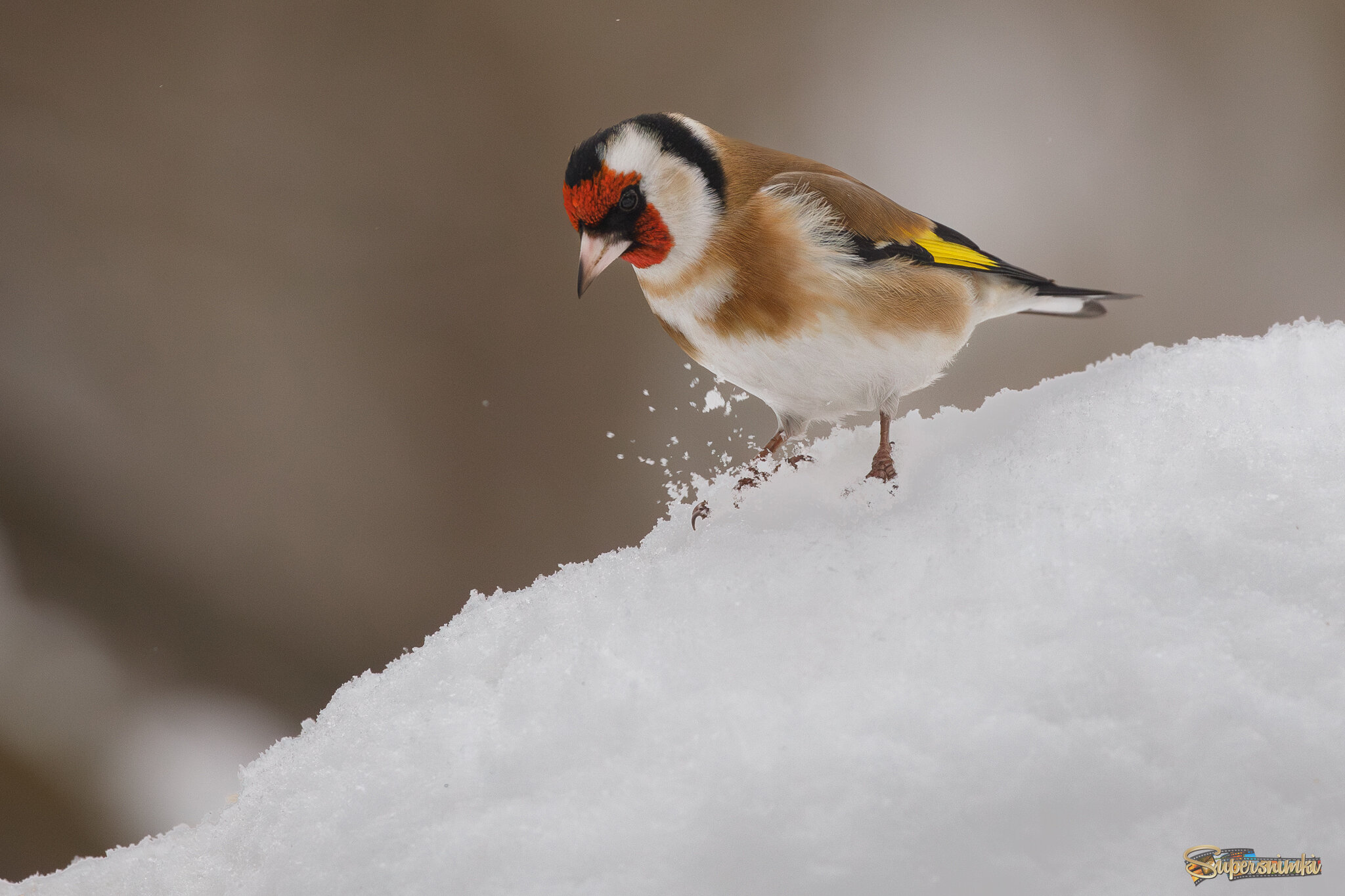 Топнул ножкой...