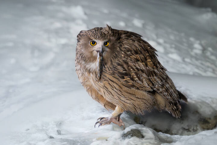 Рыбный филин | Blakiston’s Fish Owl