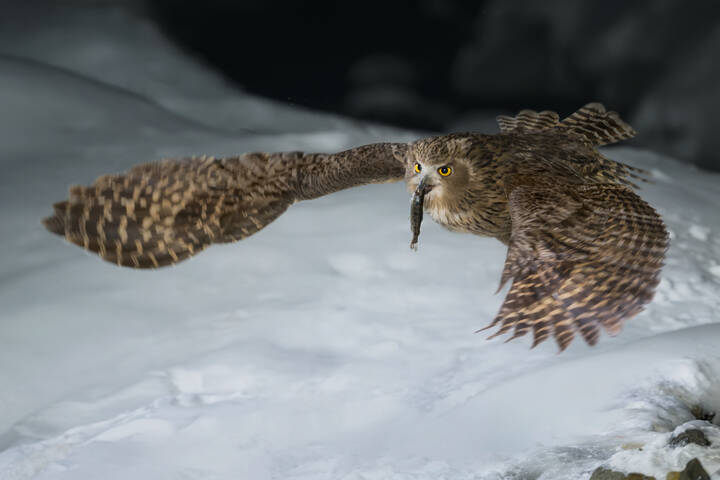Рыбный филин | Blakiston’s Fish Owl