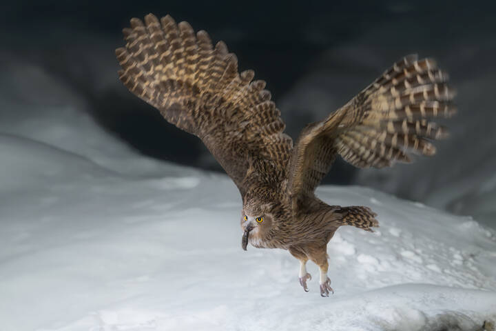 Рыбный филин | Blakiston’s Fish Owl