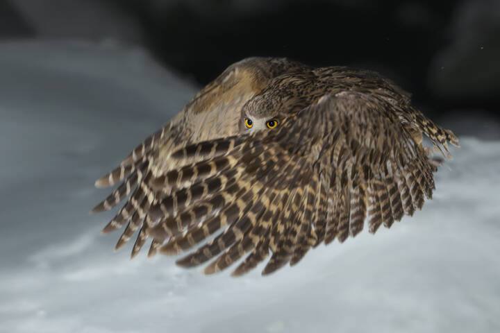 Рыбный филин | Blakiston’s Fish Owl