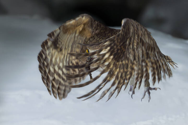 Рыбный филин | Blakiston’s Fish Owl