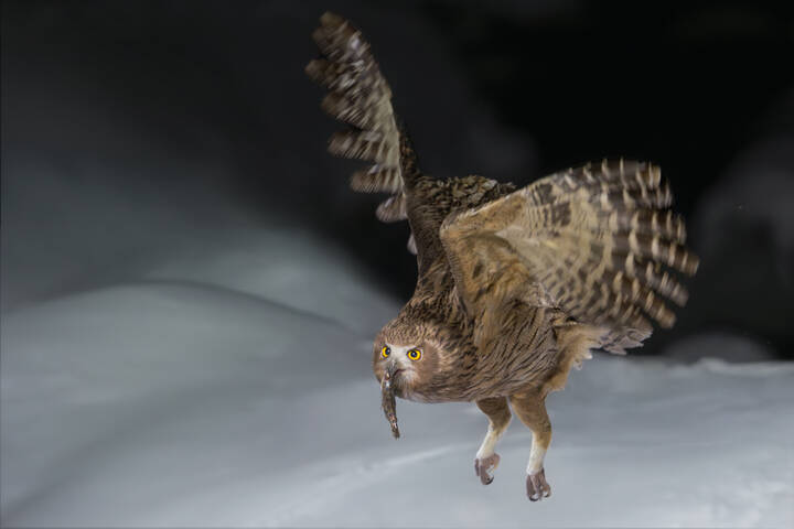 Рыбный филин | Blakiston’s Fish Owl