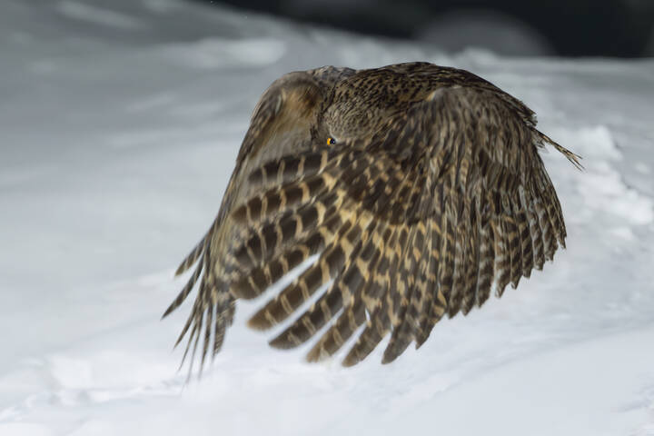 Рыбный филин | Blakiston’s Fish Owl