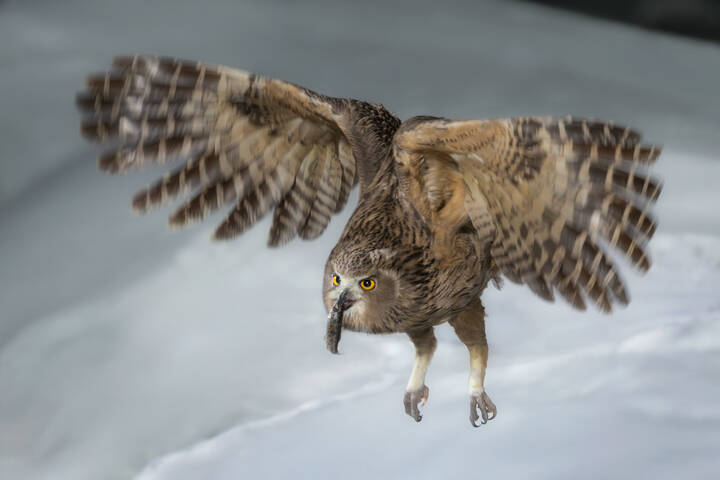 Рыбный филин | Blakiston’s Fish Owl
