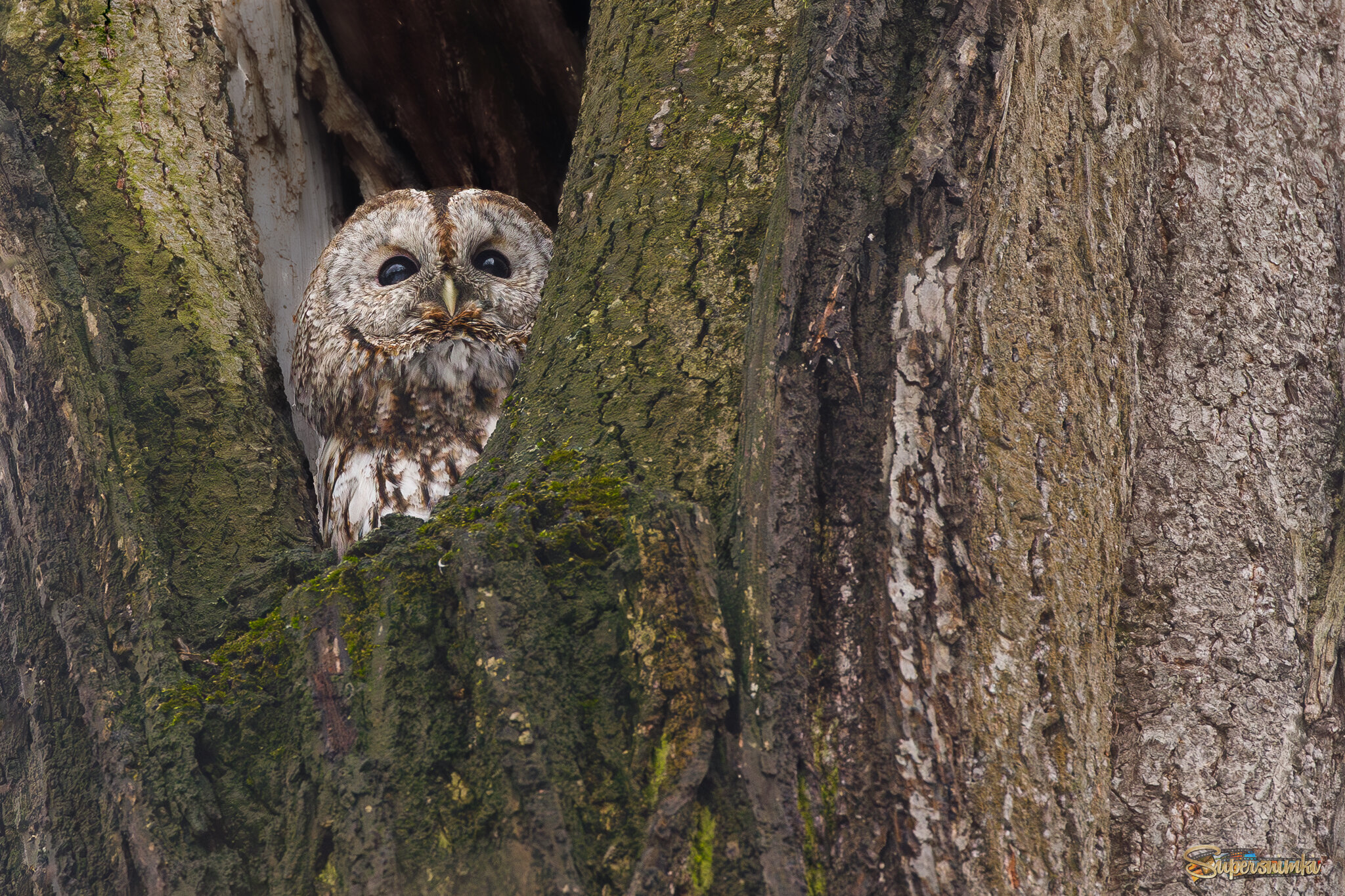 Неспящая в середине дня