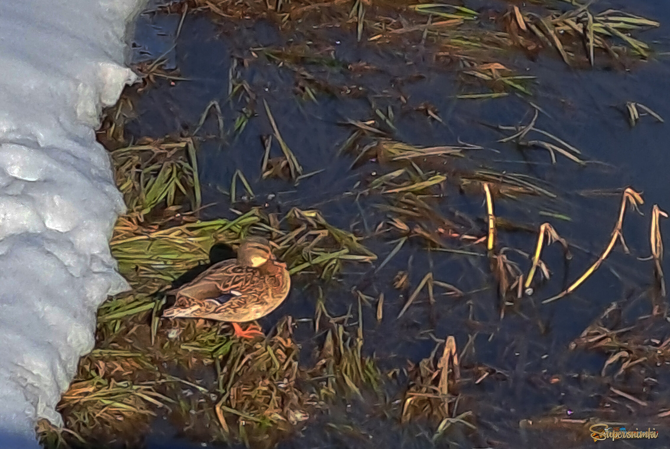 Весенняя прогулка.