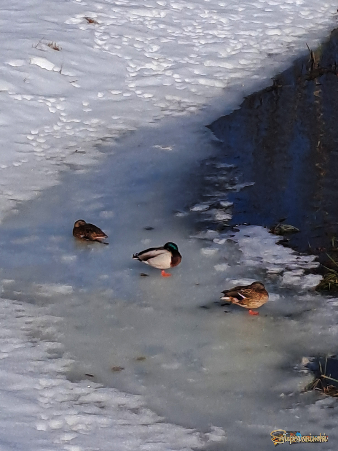 Вот и весна.