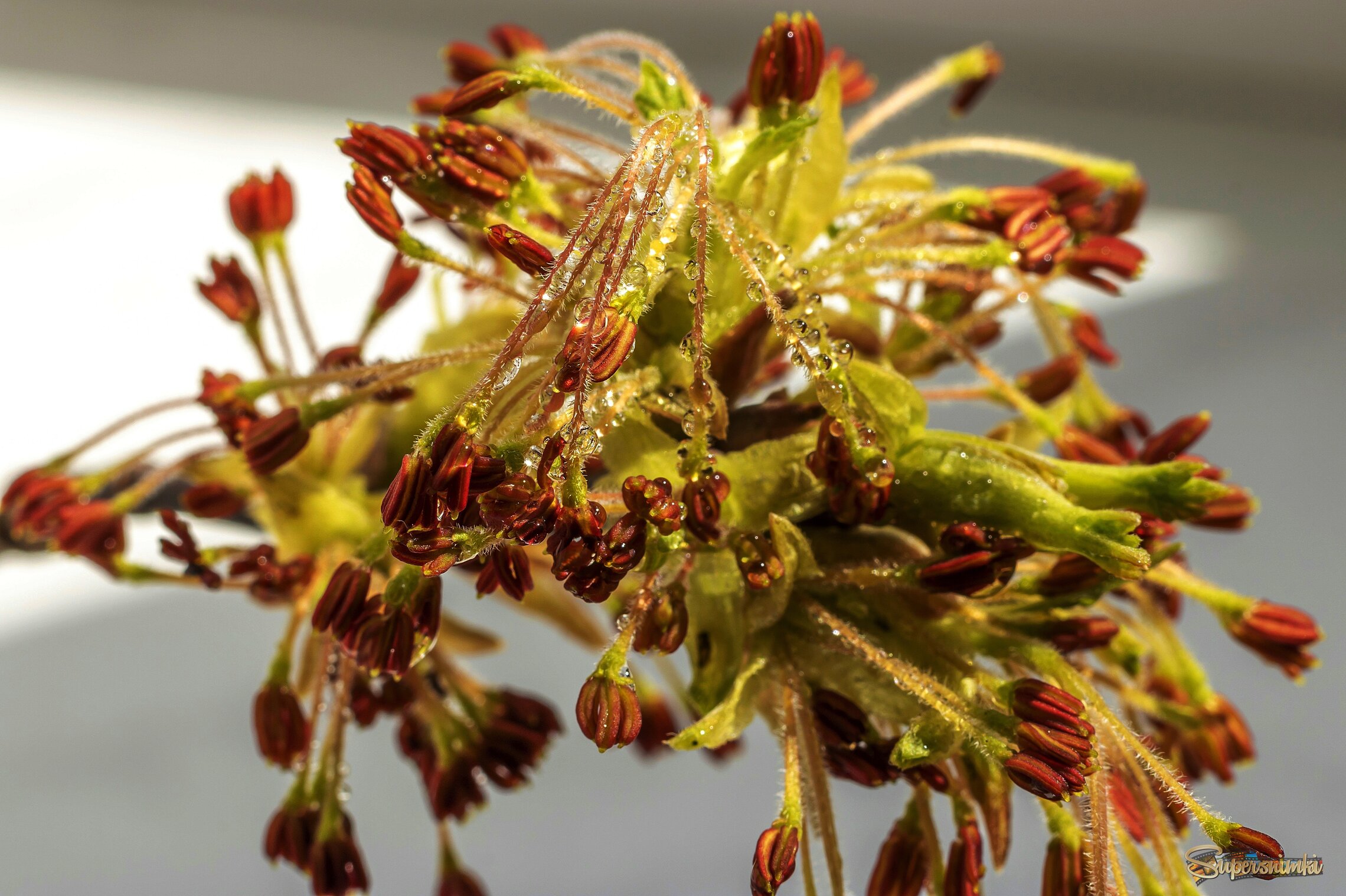 Пробуждение