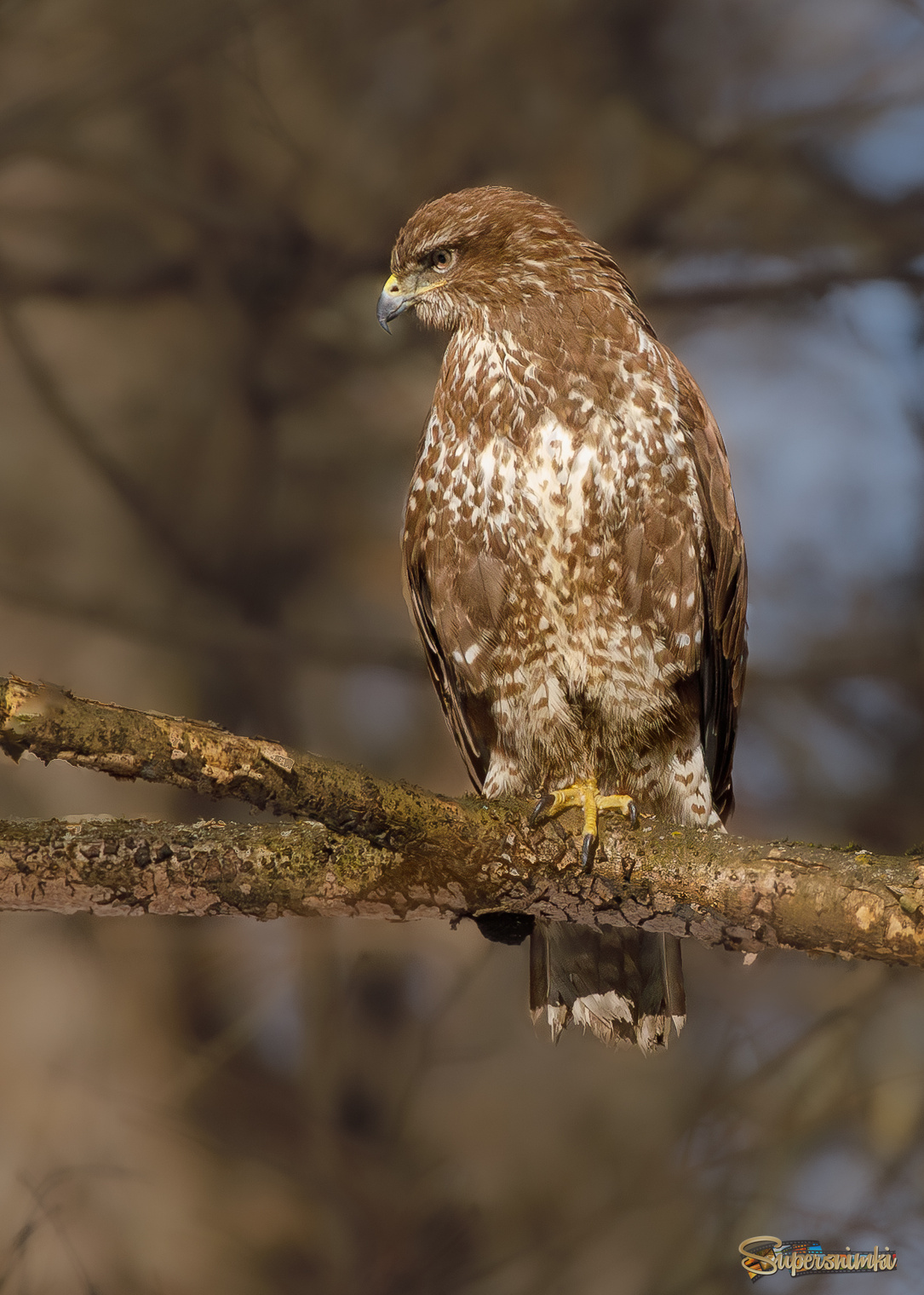 Высматривая добычу