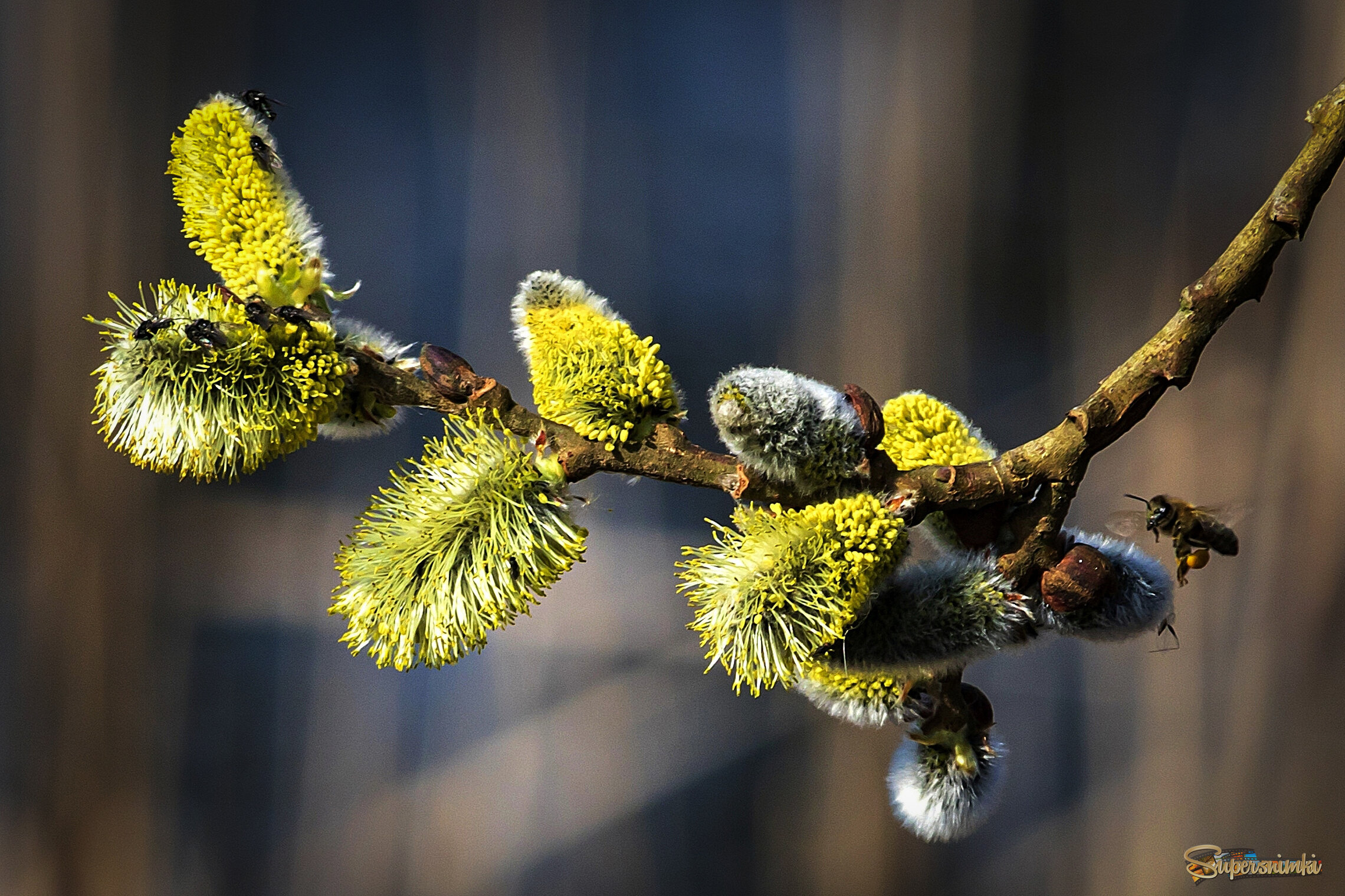 Пробуждение