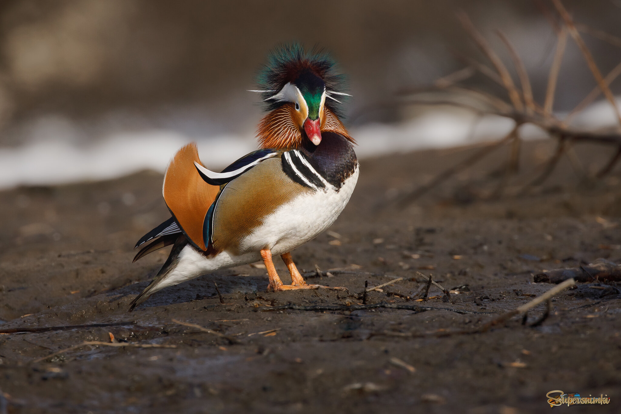 Весёленькая причёска