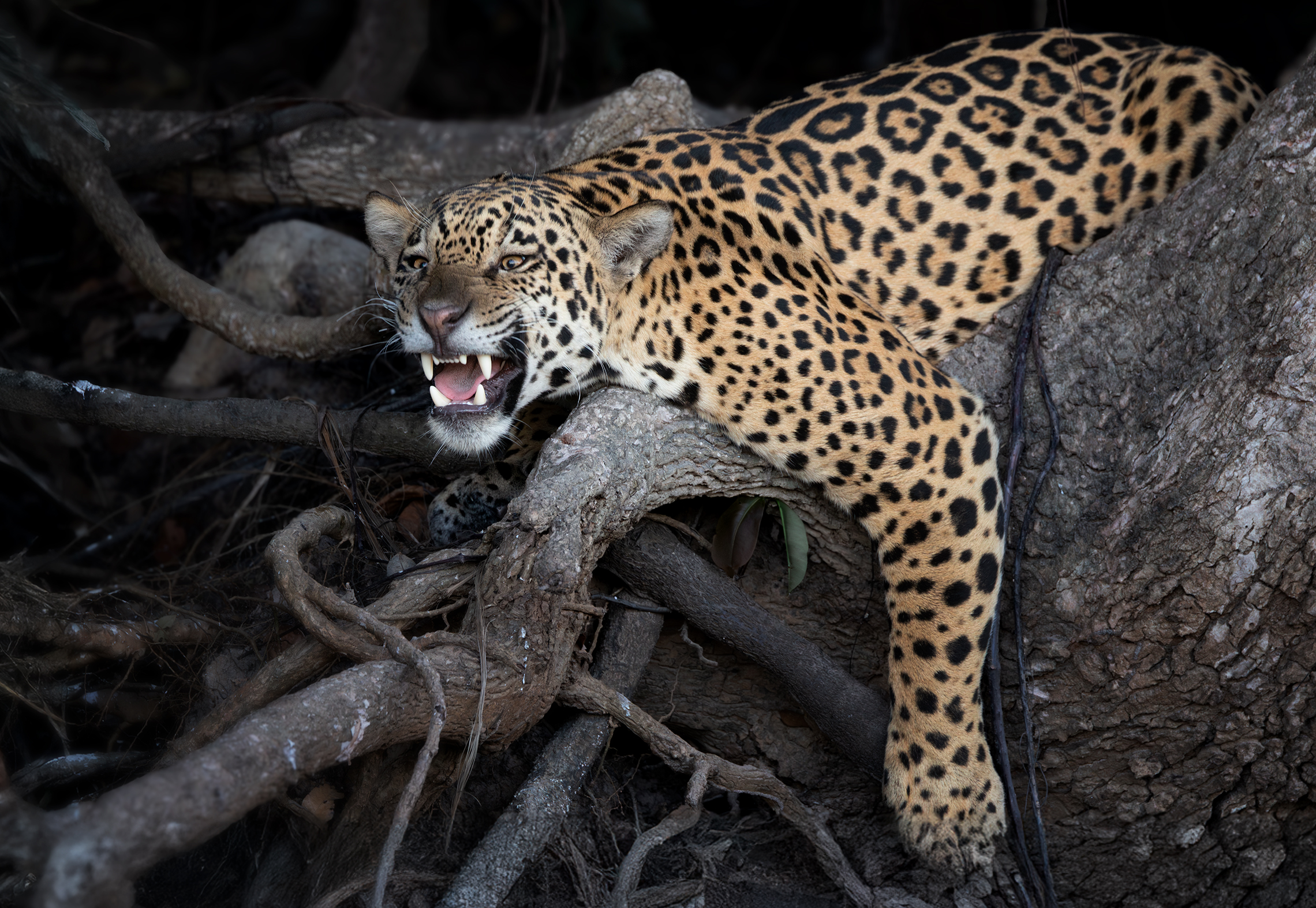 Эта кошка не дает себя гладить