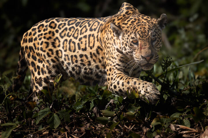 Эта кошка не дает себя гладить