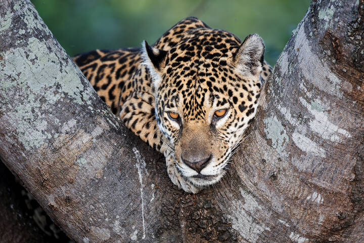 Эта кошка не дает себя гладить