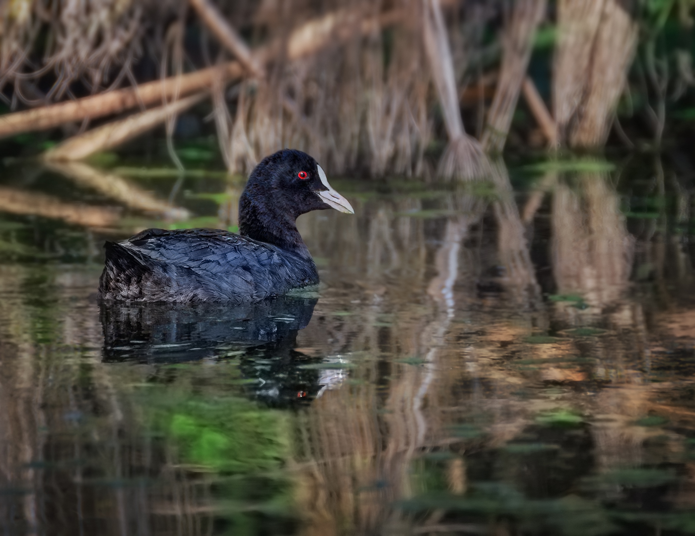 На фоне зарослей тростника