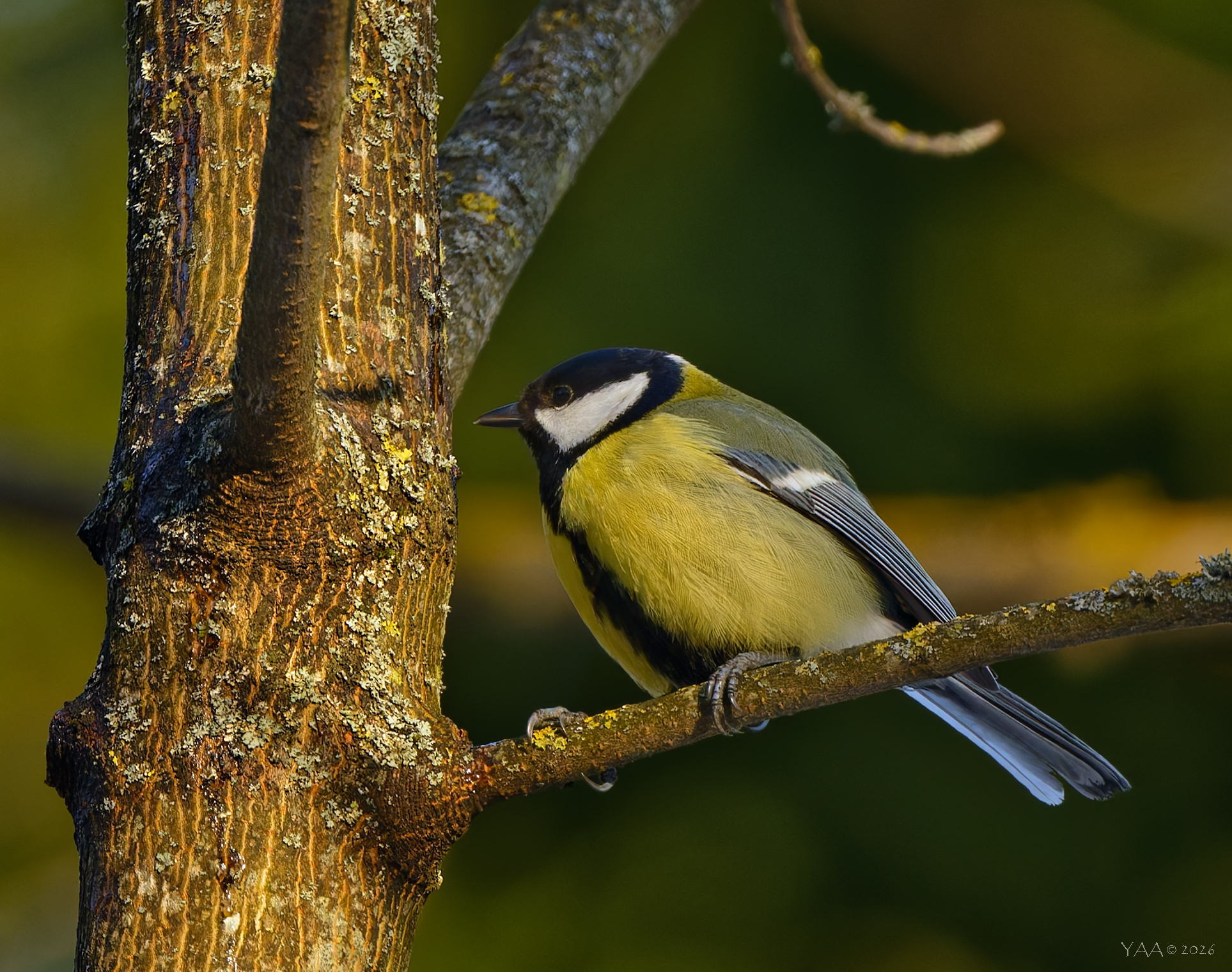 Мажор нашего городка.. 😋