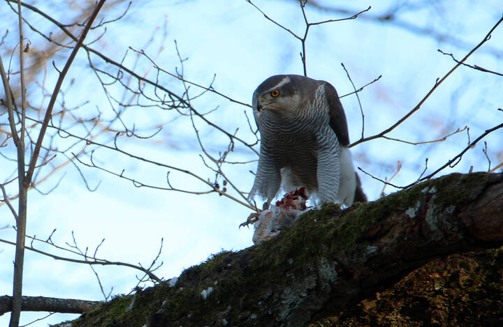 Охота ястреба-тетеревятника.