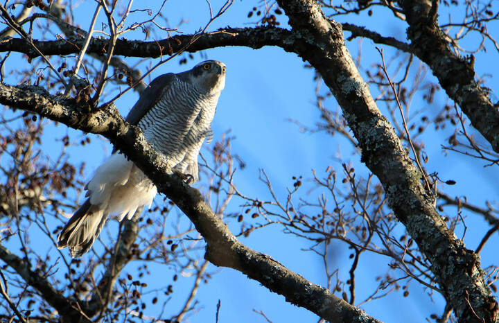 Охота ястреба-тетеревятника.