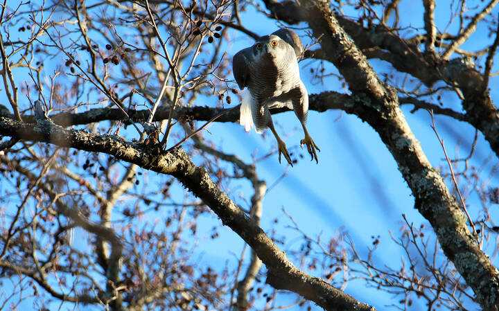 Охота ястреба-тетеревятника.