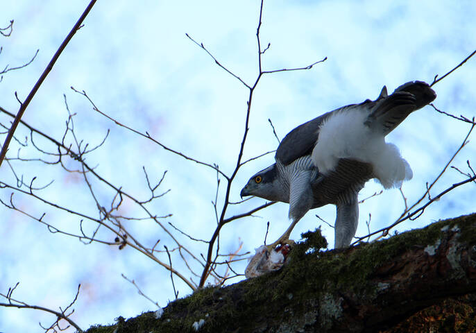 Охота ястреба-тетеревятника.
