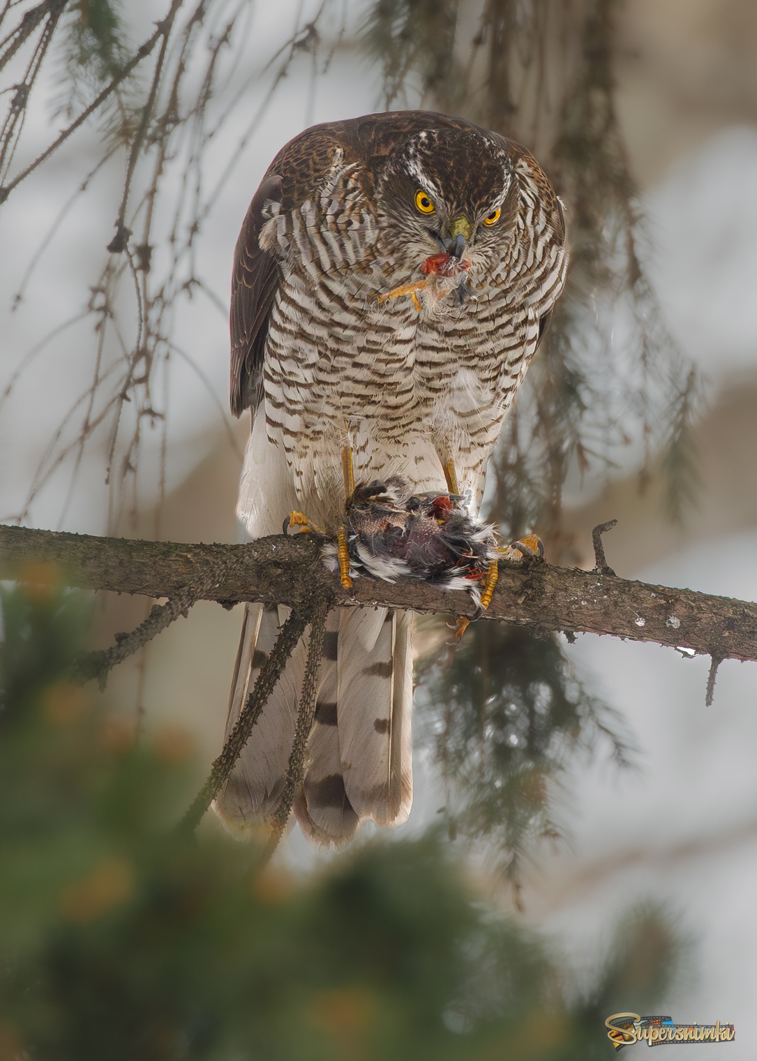 Ножка на ужин
