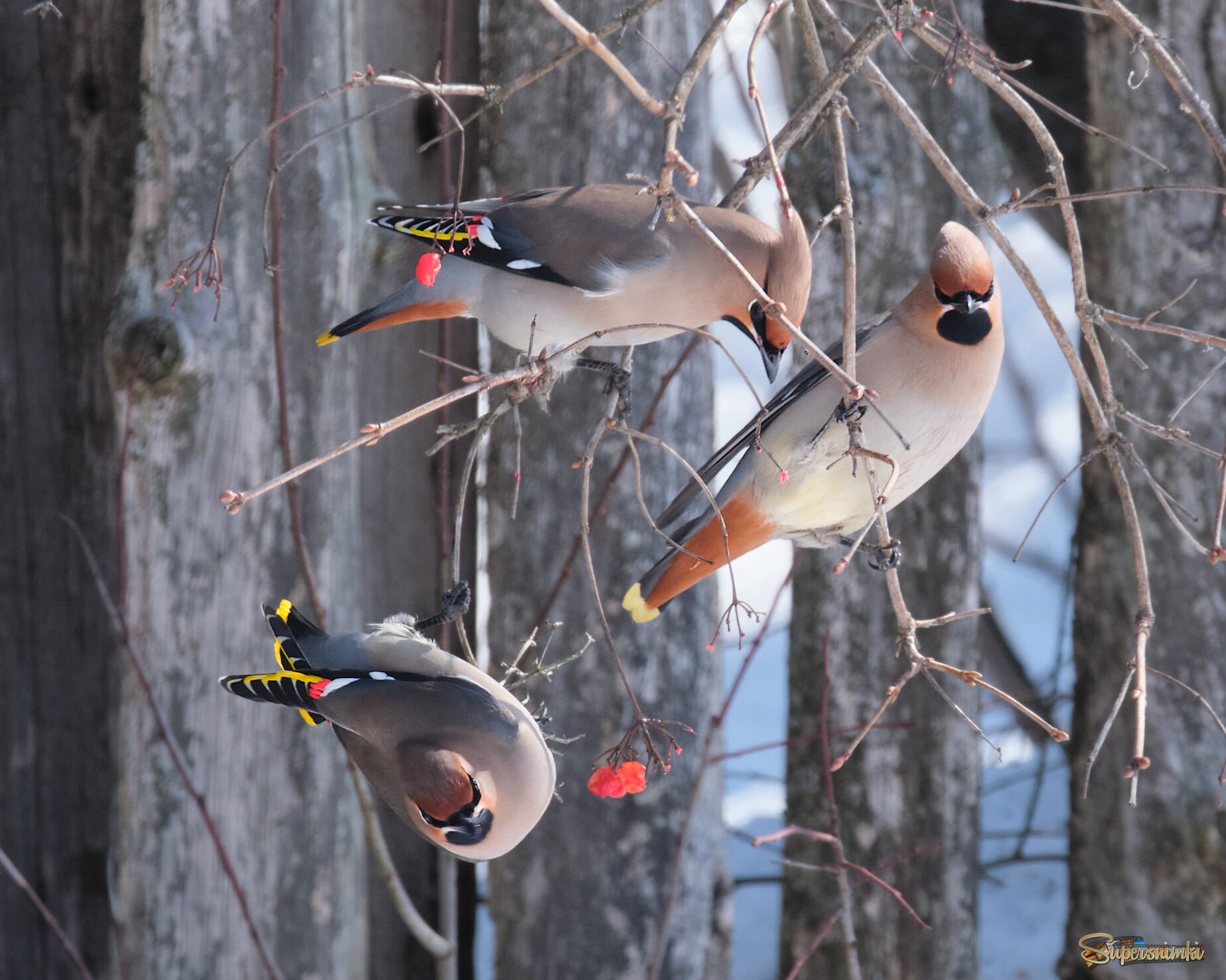 Калина кончилась, пора домой...