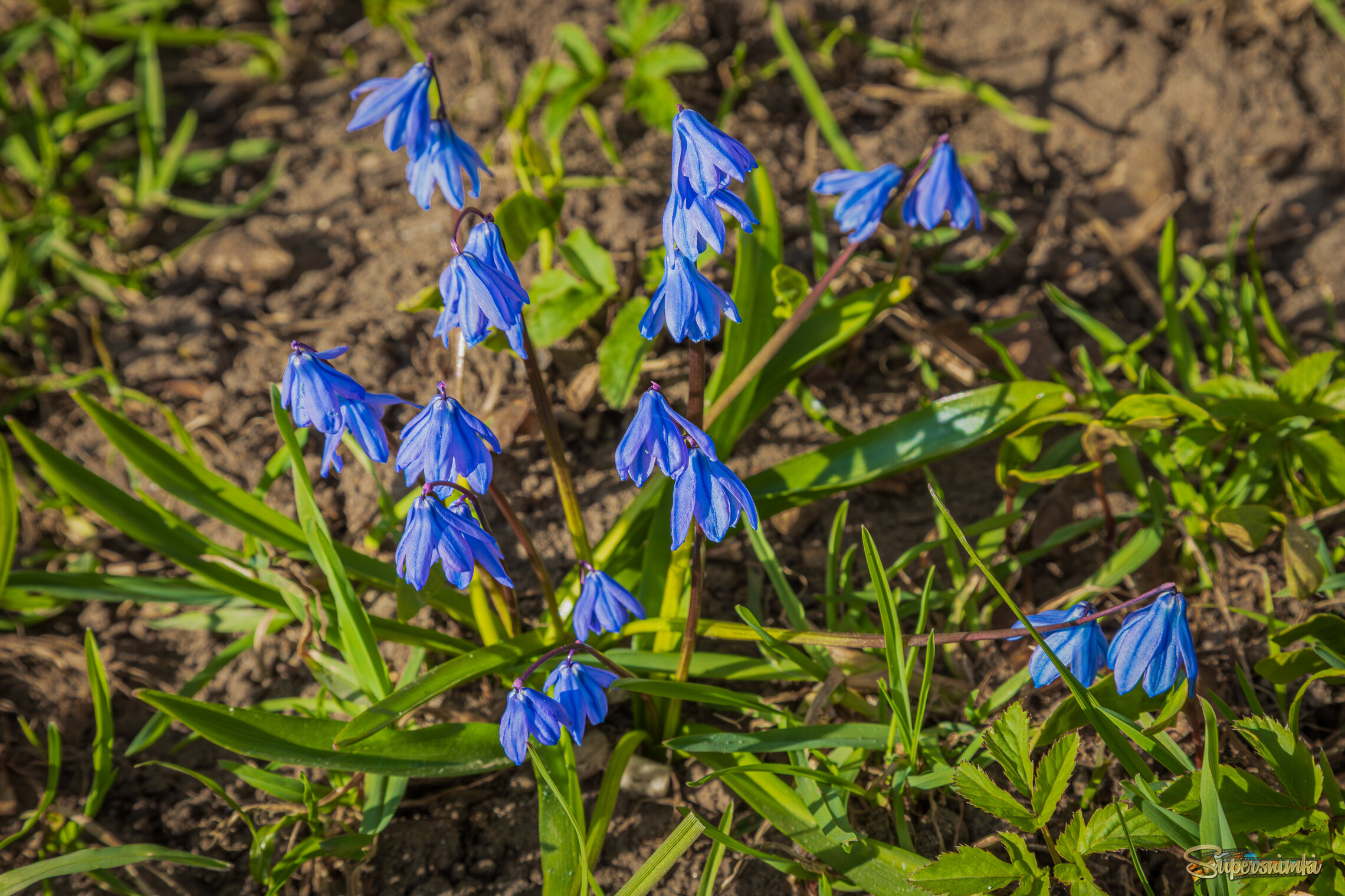 Пролеска сибирская.