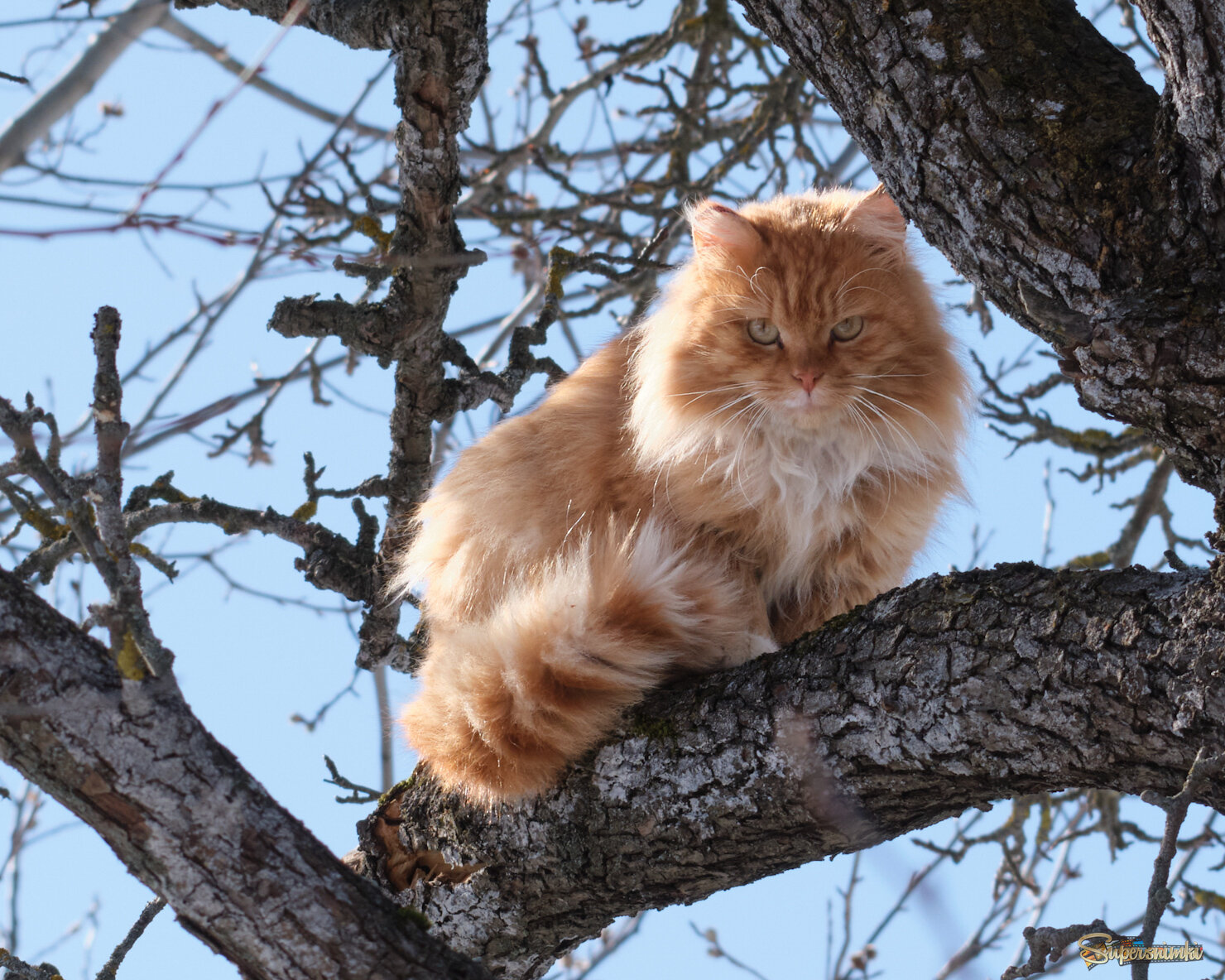 Коты прилетели...