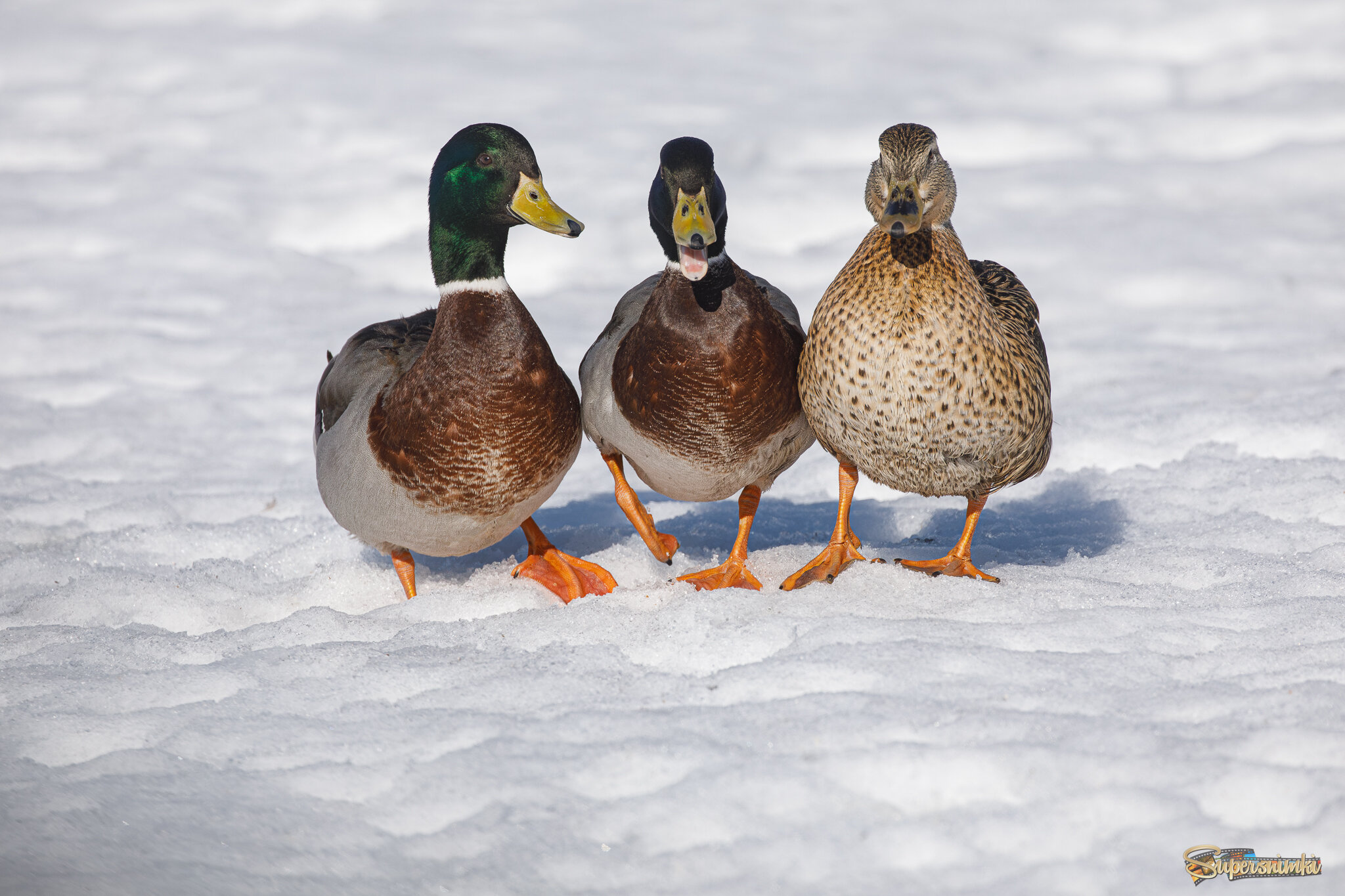 Дружная троица